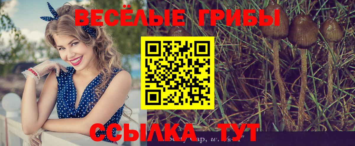 Галлюциногенные грибы Psilocybe  Галлюциногенные грибы Psilocybe  Выборг  Вход с VPN 